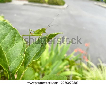 Slender meadow katydid (Conocephalus fasciatus) is a species of katydid of the family Tettigoniidae that is native to the United States and Canada. Royalty-Free Stock Photo #2280072683