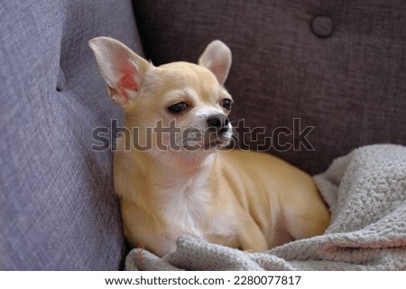 Funny beige chihuahua dog wrapped in grey blanket