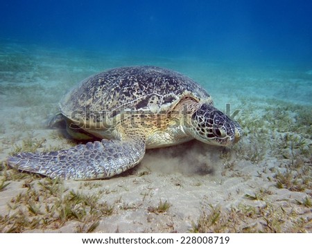 Green turtle (Chelonia mydas) feeding on seagrass, Abu Dabbab