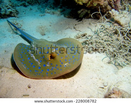 Blue spotted ribbontail stingray on sand
