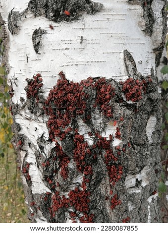 Pyrrhocoris apterus,  cluster of bedbugs on birch
