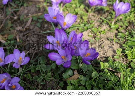A closeup view on blooming violet crocuses on a lawn in the springtime. Selected focus.