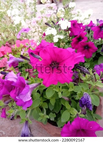 Beautiful and attractive garden flower closeup picture