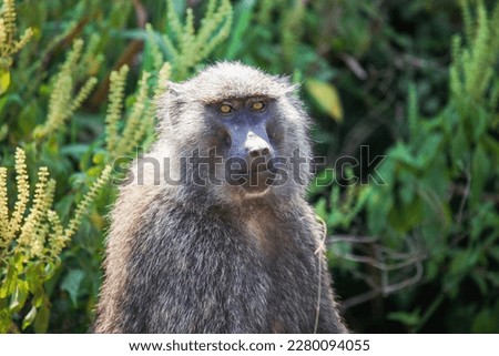 Olive baboon or Anubis baboon (Papio anubis) in the Queen Elizabeth National Park, Uganda