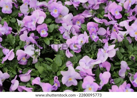 Beautiful blooming pansies in sunny March