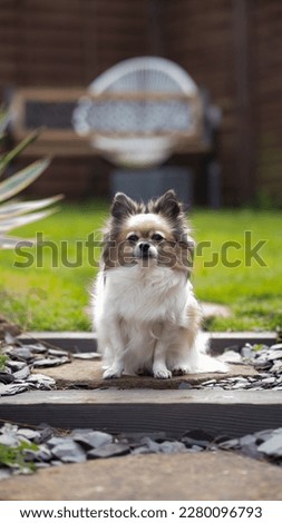 Small dog tri-coloured chihuahua sitting in the garden on a small stone