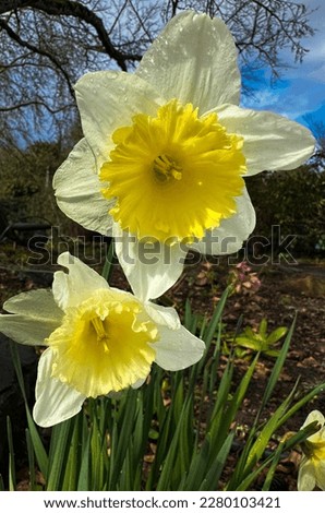 close up of hybrid double daffodil white lion