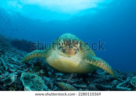 Green sea turtle resting on broken coral in the blue ocean