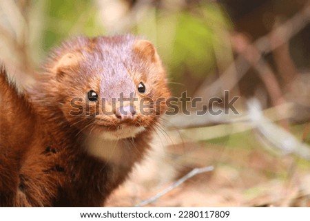 A wild mink from the coast of Lake Huron Royalty-Free Stock Photo #2280117809