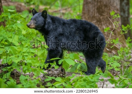Black Bear in Great Smoky Mountains National Park Royalty-Free Stock Photo #2280126945