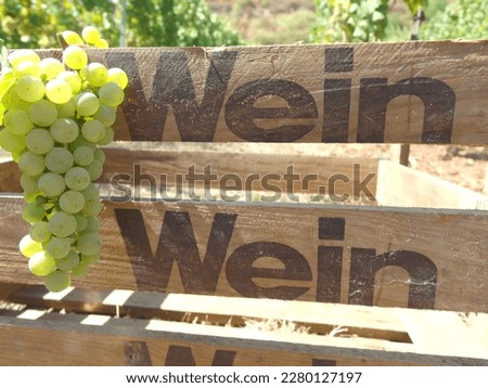 Rheinhessen vineyard wine box  with wineglas in summer Royalty-Free Stock Photo #2280127197
