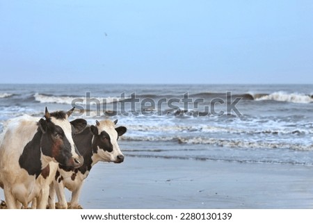 Two cows near the sea, cow, sea, seascape, background image, background, picture