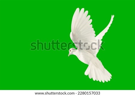 White dove flying on Green screen background and Clipping path .freedom concept and international day of peace 2023