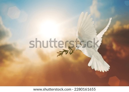 White Dove carrying olive leaf branch on Beautiful light and lens flare .Freedom concept and international day of peace , Free Clipping path  Royalty-Free Stock Photo #2280161655