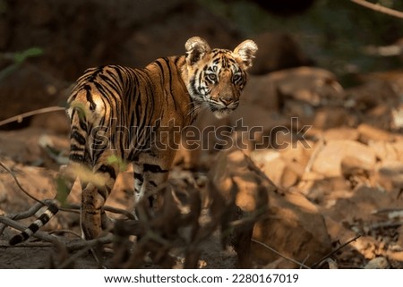 Portrait of a tiger cub hiding under forest bushes...