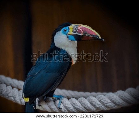 Beautiful Toucan bird with a large colorful beak