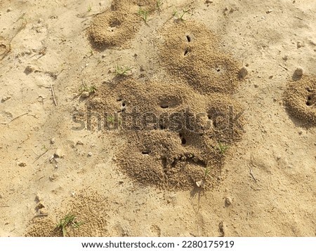Anthill (Ant nests) on a ground 