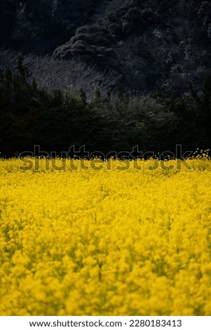 canola flower
spring pic nature