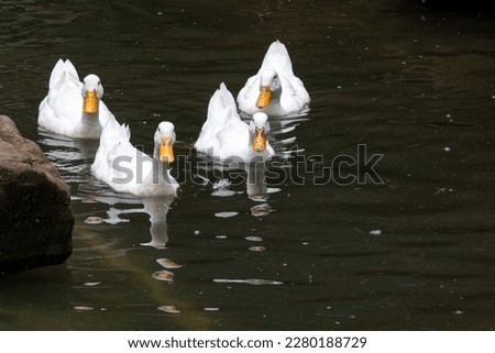 The white ducks are swimming in a pond at a recreational park in Bogor.