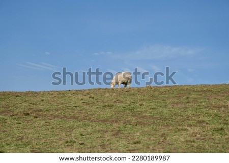 Remote picture of the Fluffy sheep are foraging in the meadow a bright blue sky in the background. Sheep coridel species eating green grass in the farm.  it chews the cud and feeds on mammals.
