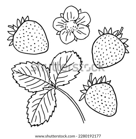 Hand-drawn strawberry fruit, flower, and leaf