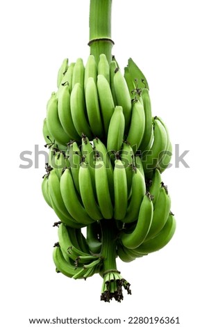 Banana fruits. A cluster of bananas Royalty-Free Stock Photo #2280196361