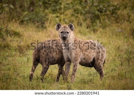 Close up image of a Spotted Hyena in the Greater Kruger park in Mpumalanga in South Africa.