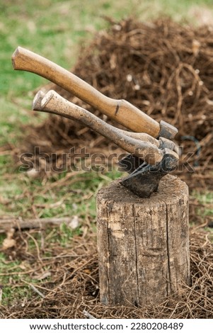 A small tree is being planted in a pile of soil. Forest conservation concept. Tree planting