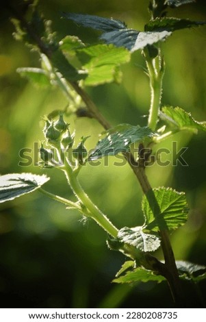 Several buds of a blackberry bush in springtime. Stock Photo