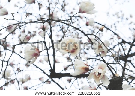 Beautiful fresh magnolia flowers in full bloom, close up. Blossoming trees in spring. Natural background.