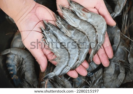 fresh shrimp prawns for cooking seafood food in the kitchen or buy shrimps on shop at the seafood market, white shrimp raw shrimps on hand washing shrimp on bowl Royalty-Free Stock Photo #2280215197