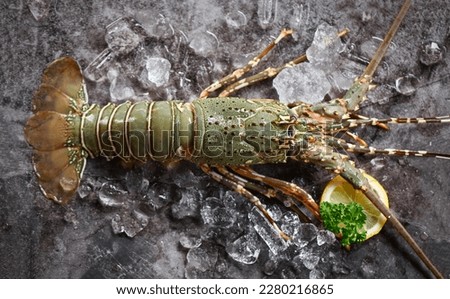 spiny lobster seafood on ice, fresh lobster or rock lobster with herb and spices lemon parsley on dark background, raw spiny lobster for cooking food or seafood market - top view   Royalty-Free Stock Photo #2280216865