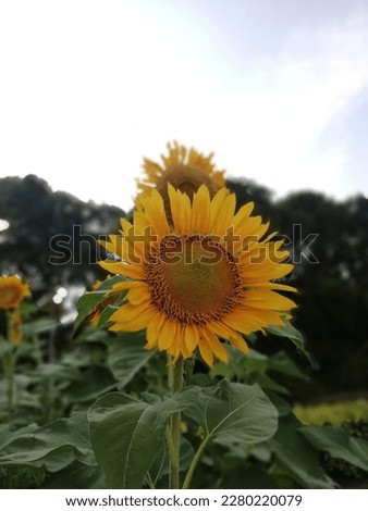growth sunflower at sunny day  