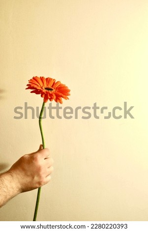 flower one gerbera meaning of happiness and luck gerbera color orange warm tones male hand holding a flower beauty mystery celebration gift holiday