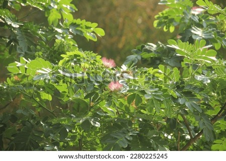 random pics of nature, leaves, pink flowers and Christmas trees 