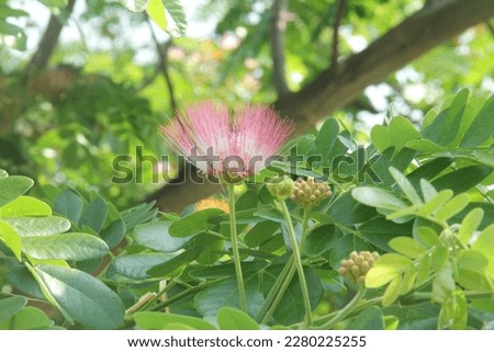random pics of nature, leaves, pink flowers and Christmas trees 
