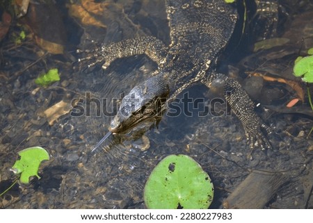 Close up pictures of a waran or water monitor lizard with long tongue  In chittagong Foy's lake