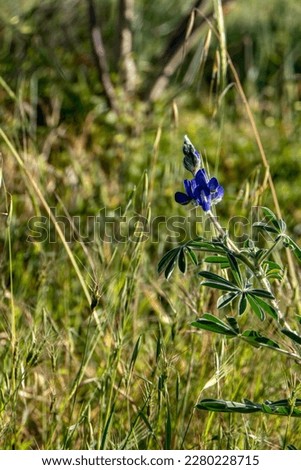 Violet flowers of a wild flower of lupine close up among green grass. Israel