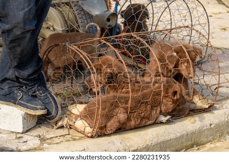 Northern Vietnam, Young dogs fo sale in a cattle market to eat. Royalty-Free Stock Photo #2280231935