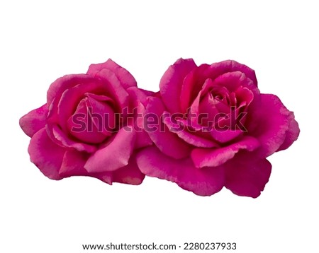 Pink roses arrangement isolated on white background. Detail for creating a collage