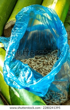 North of Vietnam, living bamboo worm (Omphisa fuscidentalis) for sale in a street market Royalty-Free Stock Photo #2280241395