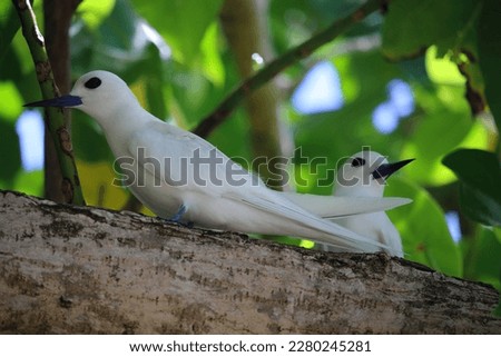 White Terns also know as White Noddy, Fairy or Love Terns roosting in the cool shade of a tropical tree Cocos Keeling Island