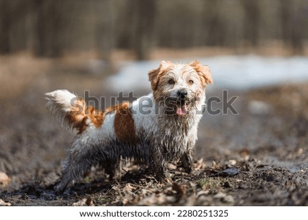 Dog in a puddle. A dirty Jack Russell Terrier puppy stands in the mud on the road. Wet ground after spring rain.