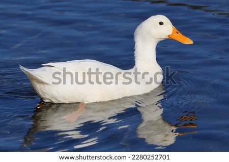 Aylesbury Duck with lovely orange beak or Pekin Duck in rich blue water