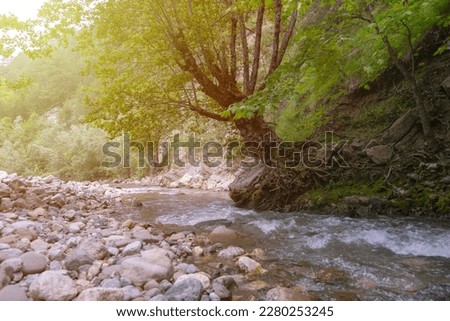 Wild river in mountain forest. Water among forest and rocky shore. Mountain river flowing through the green trees