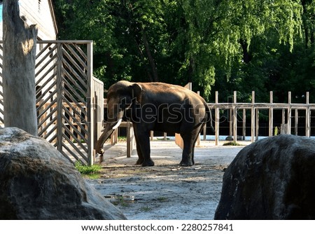 The picture of baby elephant at the Zoo. The elephant is shaking its head asking to get through the gates. 