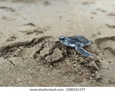 Close-up photo of baby turtle that recently hatched and now fights its way towards the ocean.
Baby turtles in warm morning sunlight being released at a beach.