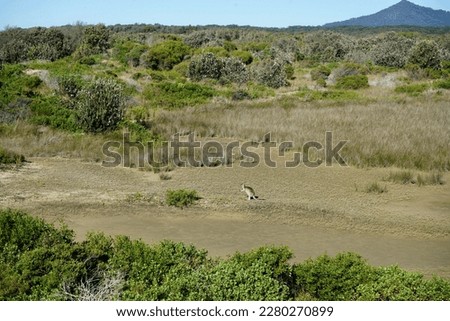 Urunga Boardwalk - New South Wales - Australia - Kangaroo - Habitat 