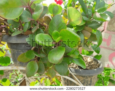 Image of Crassula Ovata with bokeh effect in the background.  In the photo on the island of Sumatra