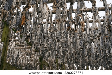 Close up of cod fish drying on traditional wooden racks in Lofoten Islands, Norway, Europe
